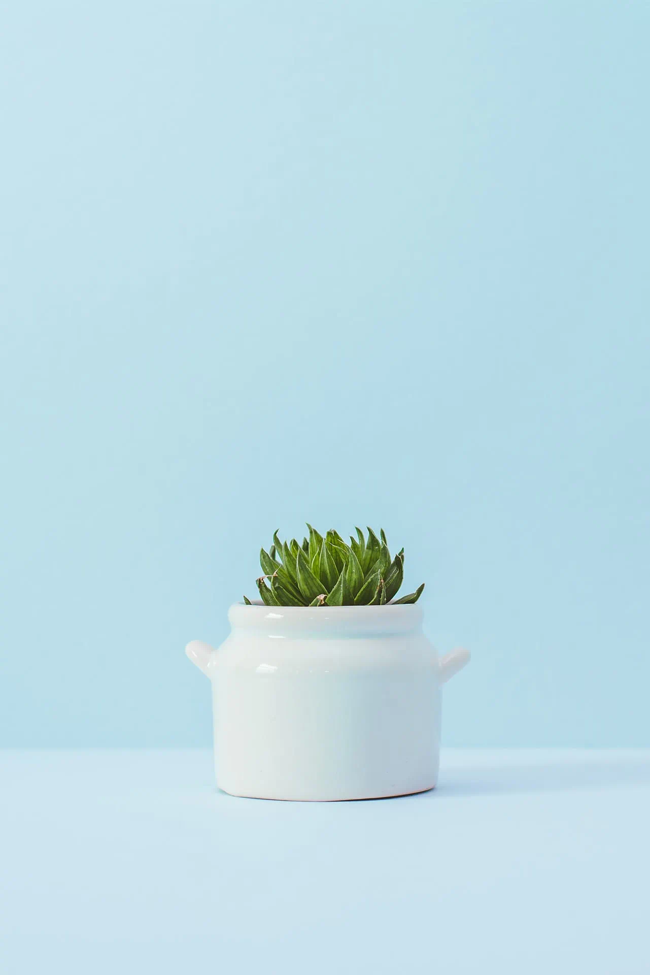 Succulent dans un pot blanc devant un fond bleu clair