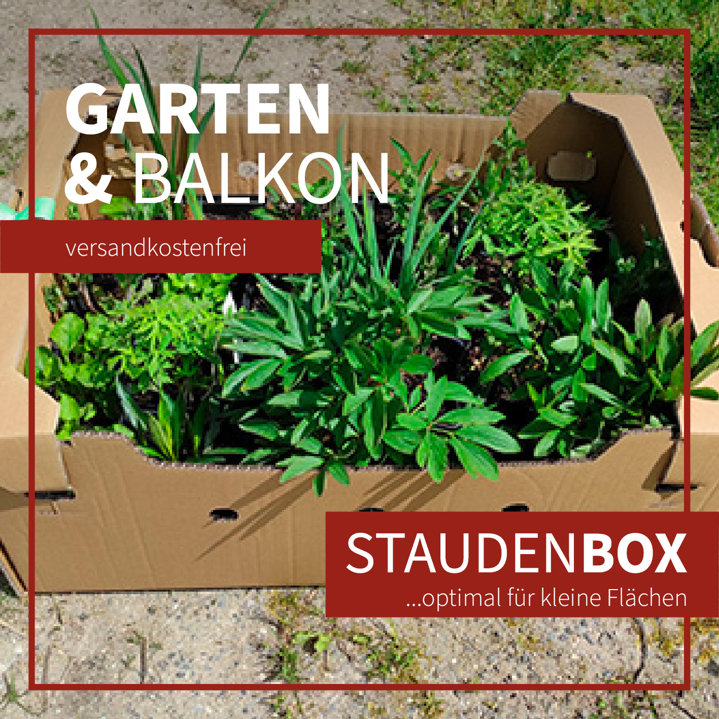 Staudenbox - optimal für kleine Flächen. Garten & Balkon. Jetzt versandkostenfrei bestellen