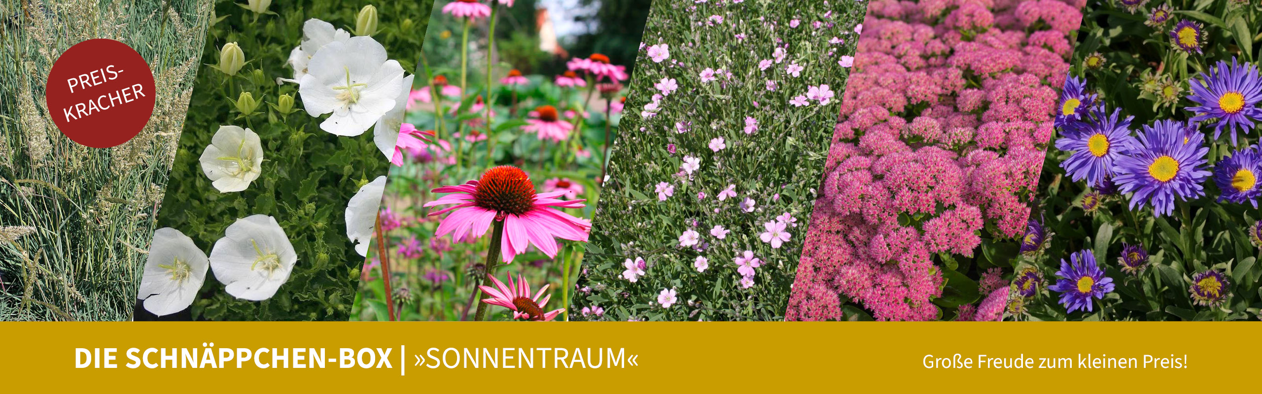 Die Schnäppchen-Box "Sonnentraum". Große Freude zm kleinen Preis!