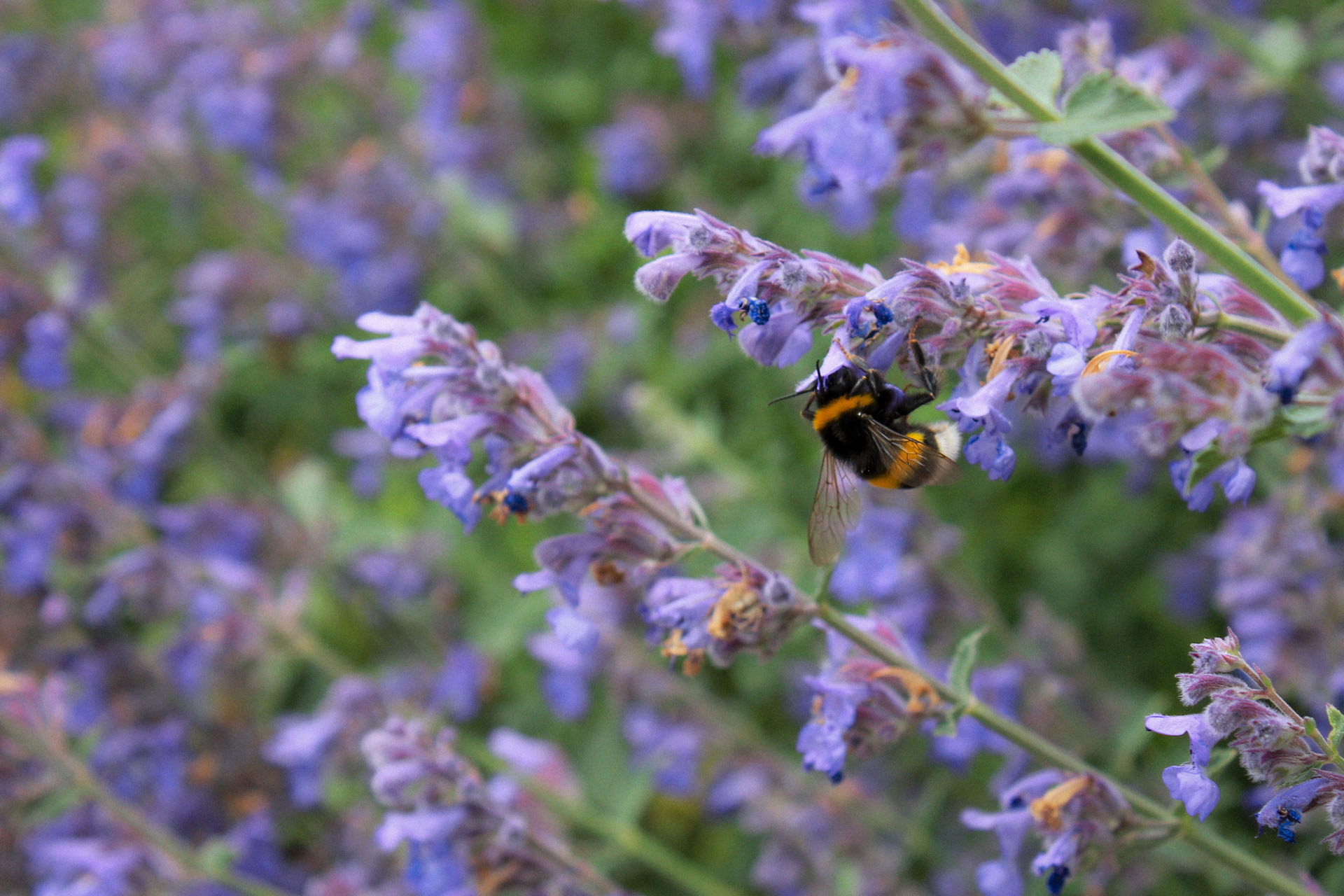 Hummel auf violetten Blütenrispen