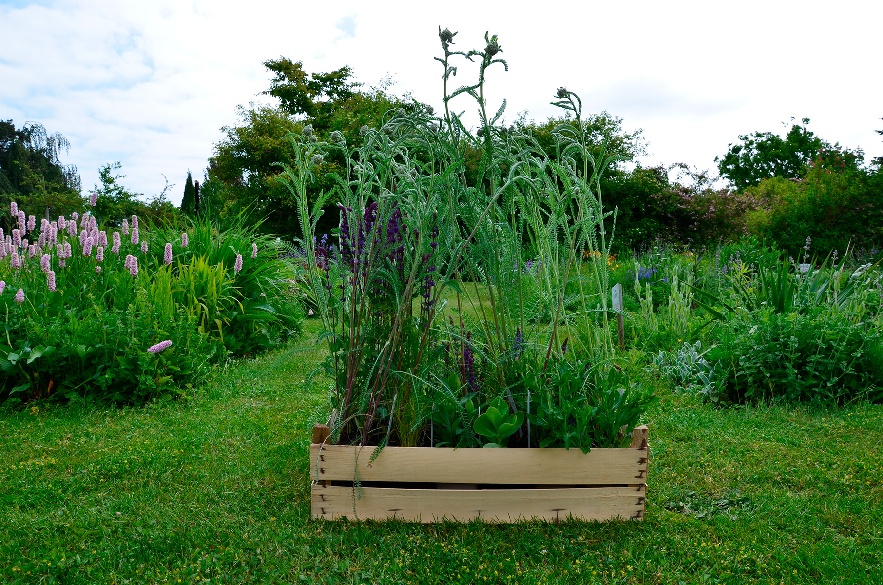 Staudenmischungen in unserem Schaugarten in Wilsdruff