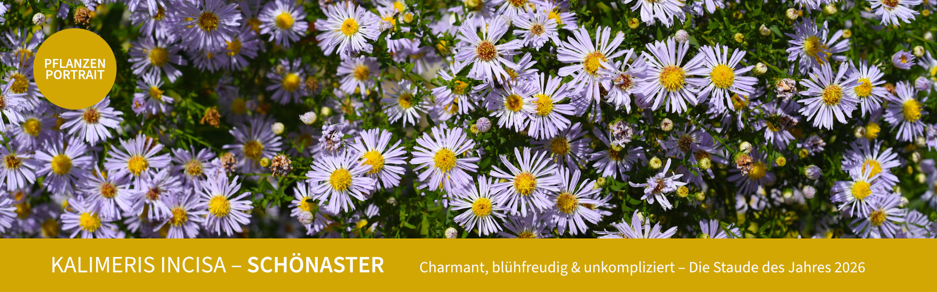 Kalimeris incisa - Schönaster. Charmant, blühfreudig und unkompliziert. Die Staude des Jahres 2026