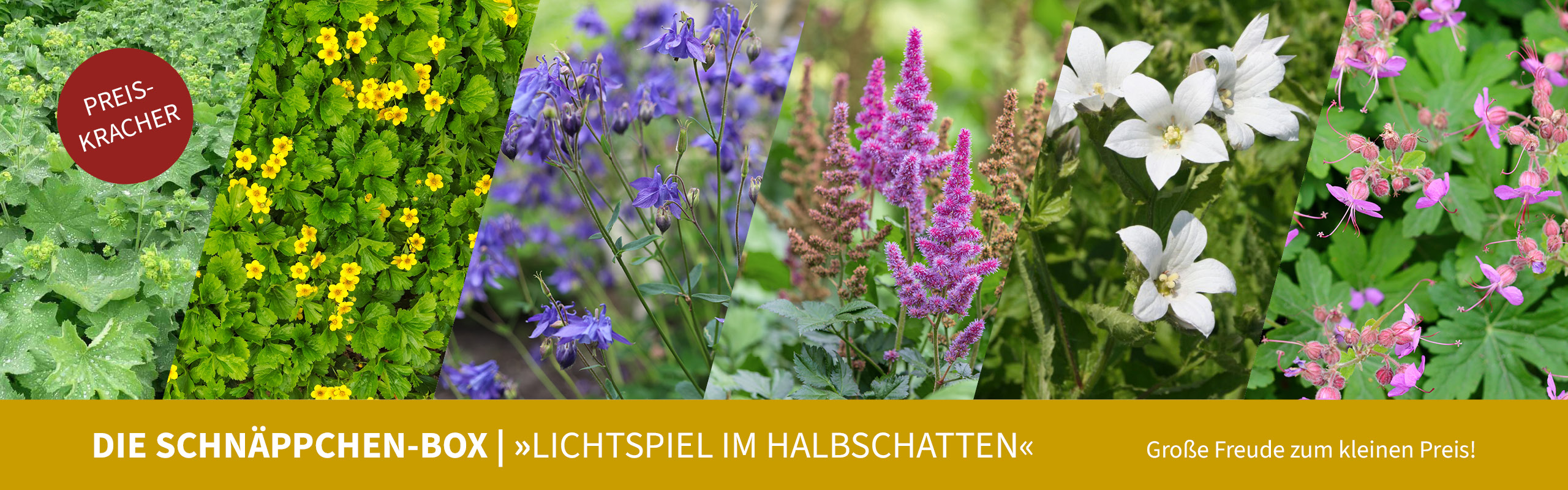 Die Schnäppchen-Box "Lichtspiel im Halbschatten". Große Freude zm kleinen Preis!